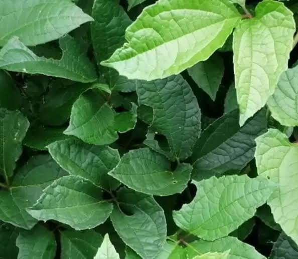 Pumpkin Leaf: The Health Benefits Of This Plant Are Unbelievable