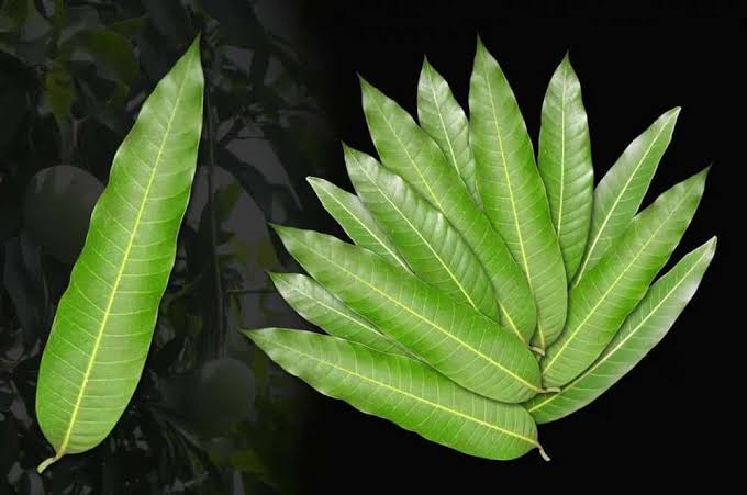 5 Surprising Home Remedies You Can Make From Mango Leaves