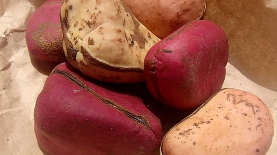Awkunanaw Village: The Unique Presentation Of Icho Oji (KOLA NUT)