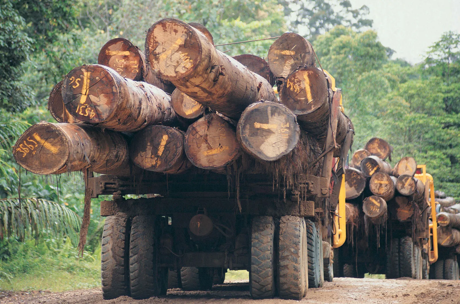 U.S. International Development Finance Corporation Invests $24 Million In Miro For Sustainable Forestry Expansion In West Africa
