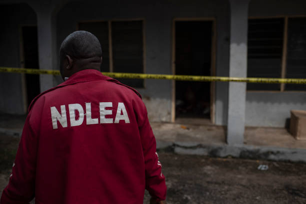 NDLEA Nabs 420 Suspects, Seizes 1,045kg Of Drugs And Ammunition