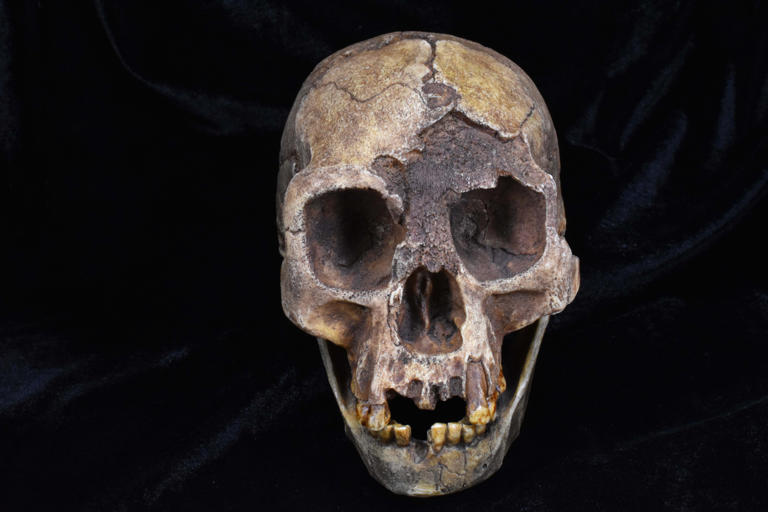 New Study Reveals Bizarre Twist In Human Evolution
