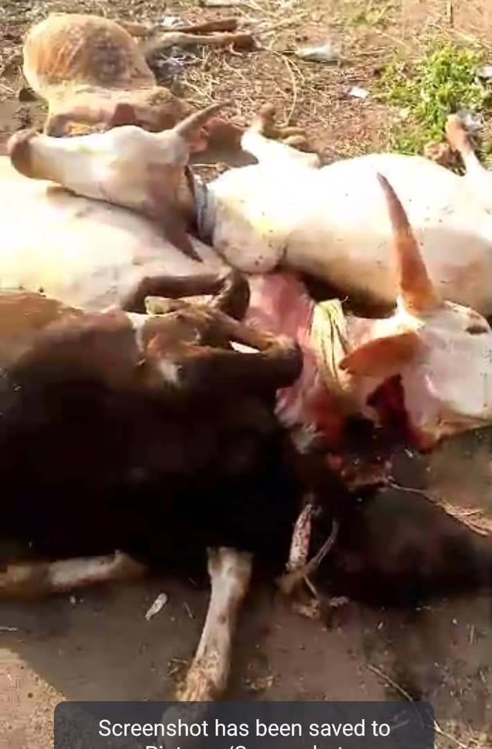 Tragedy Strikes As Over 30 Cows Perish Allegedly Due To Poisonous Grains In Kwara State