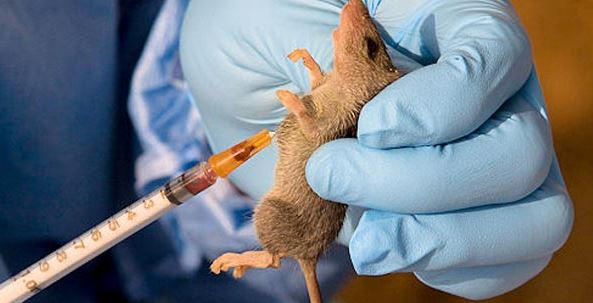 Lassa Fever Outbreak Claims 162 Lives, Nigerians Urged To Stay Alert