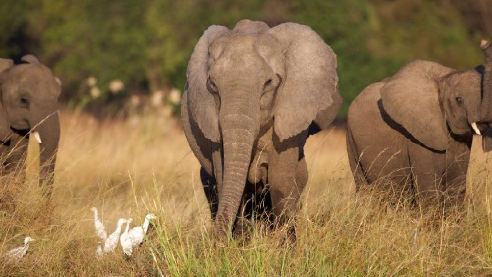 Spanish Tourist Killed By Elephant In South Africa