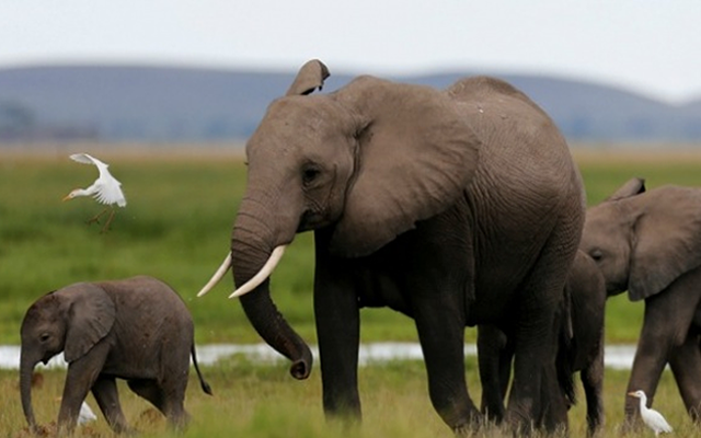 Cameroonian Stray Elephants Wreak Havoc On Borno Communities, Destroys Farmlands