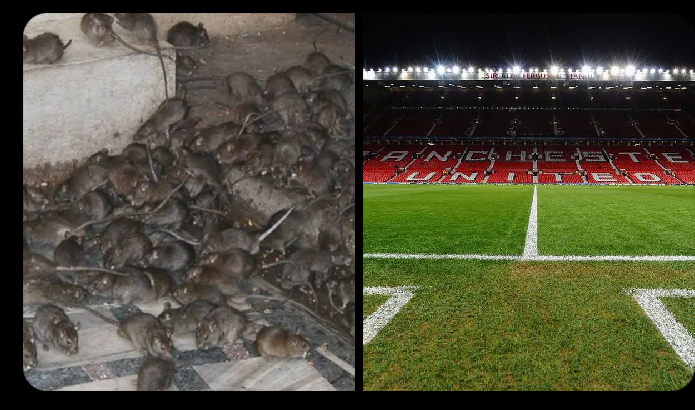 Old Trafford Receives Two-Star Hygiene Rating Following Mice Infestation
