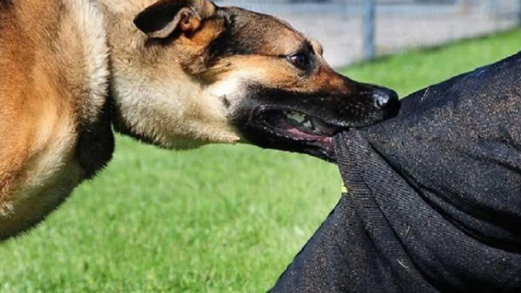 Rabies Alert in Adamawa As Dog Bite Cases Surge: Authorities Launch Urgent Control Measures