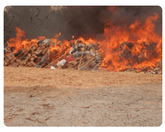NDLEA Dismantles 30-Hectare Cannabis Plantation In Cross River, Bolsters Anti-Drug Efforts