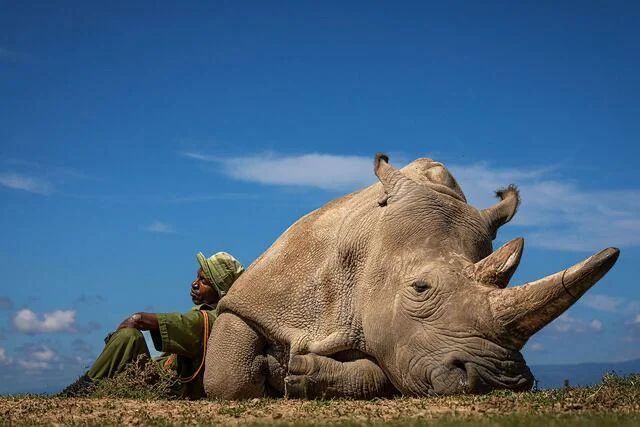 Northern White Rhino Functionally Extinct, Two Females Remain
