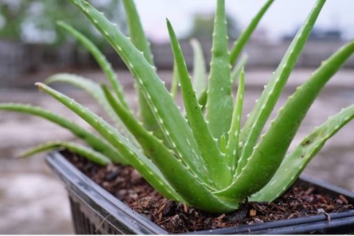 RMRDC Leads Drive To Unlock Nigeria’s Aloe Vera Industry Potential