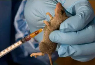 Lassa Fever Claims 166 Lives In Nigeria, Case Fatality Rate Hits 18.5%