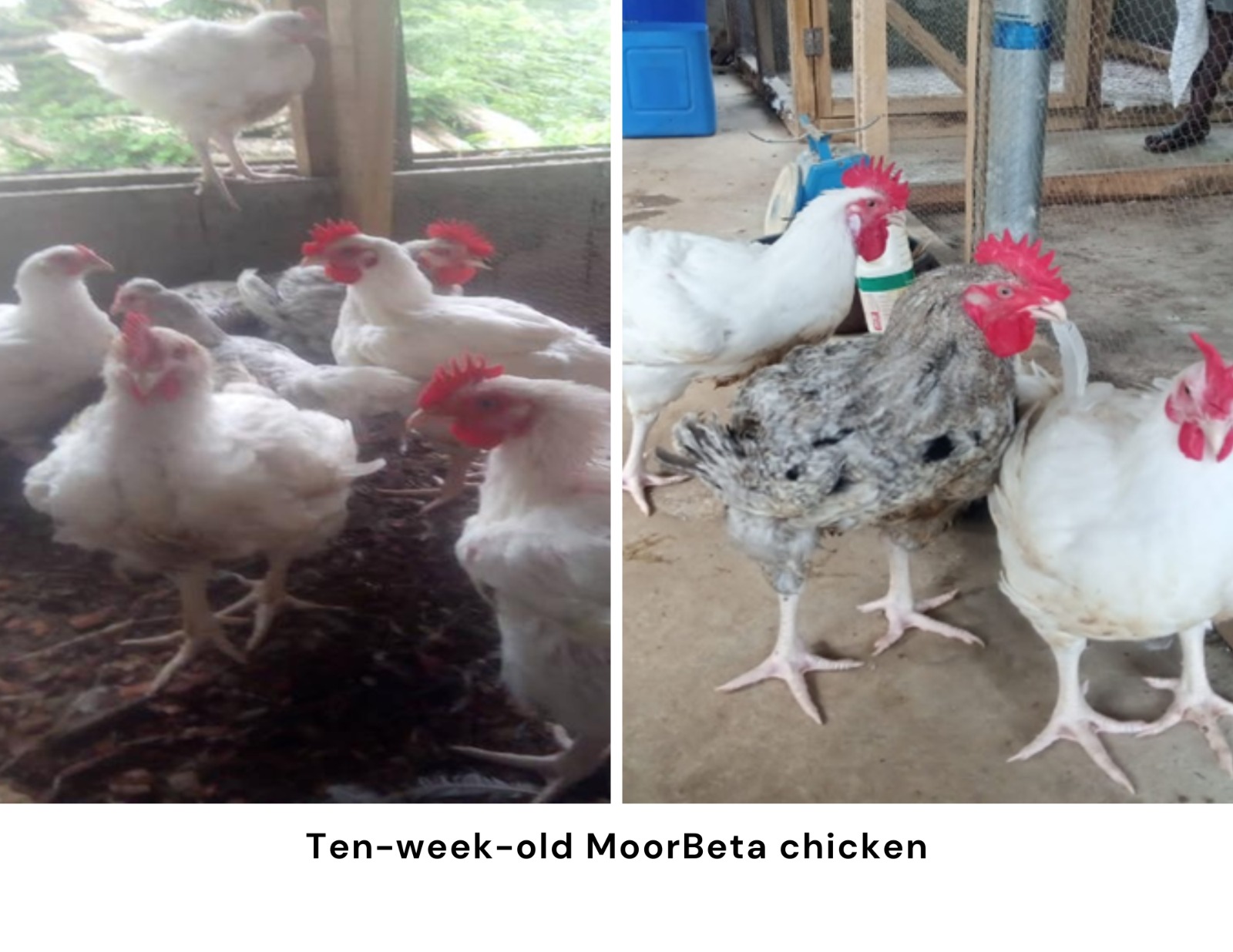 ICYMI: Nigeria Unveils MoorBeta: A Newly Approved Indigenous Meat-Type Chicken Breed
